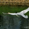 Cygne